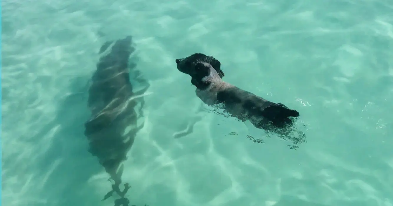 Dolfijn komt aan land om met hond te spelen en al snel zijn ze de beste maatjes