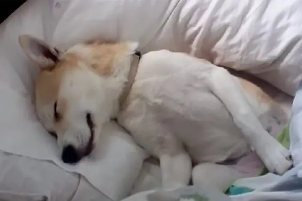 Deze hond weigert naar de dierenarts te gaan… tot haar baasje dit doet!