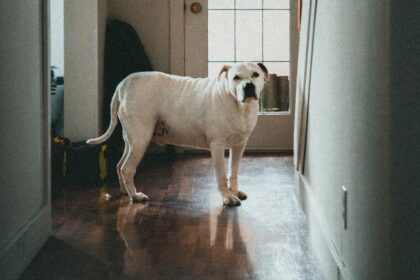 hond in huis Foto Unsplash Jonathan Cooper