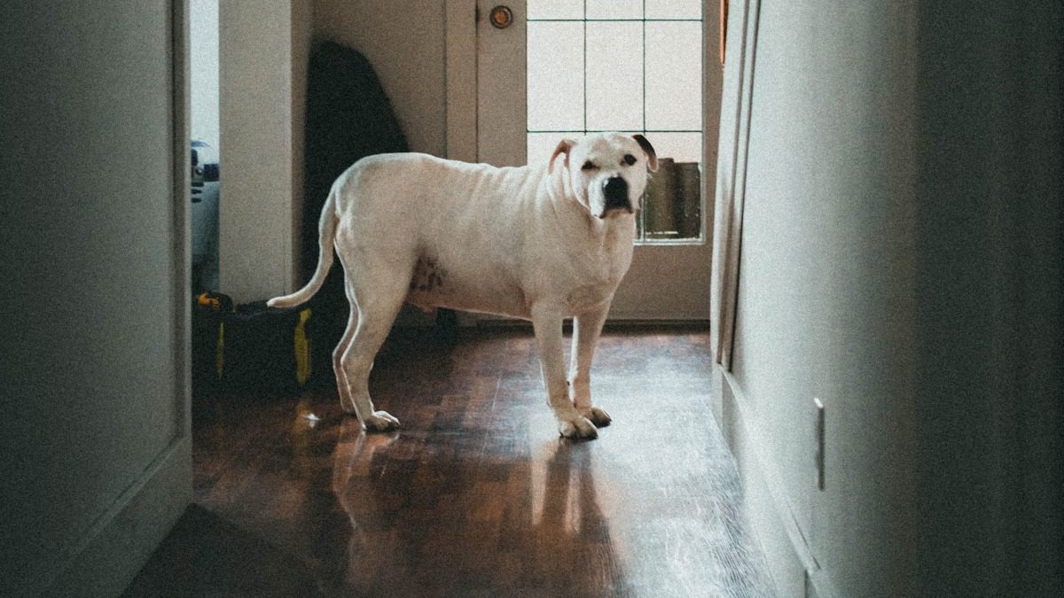 hond in huis Foto Unsplash Jonathan Cooper