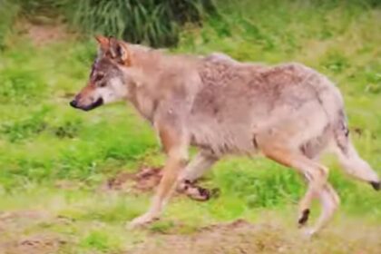 Zijn baasje kijkt hulpeloos toe als de wolf op zijn hond afkomt maar dan gebeurt het ondenkbare