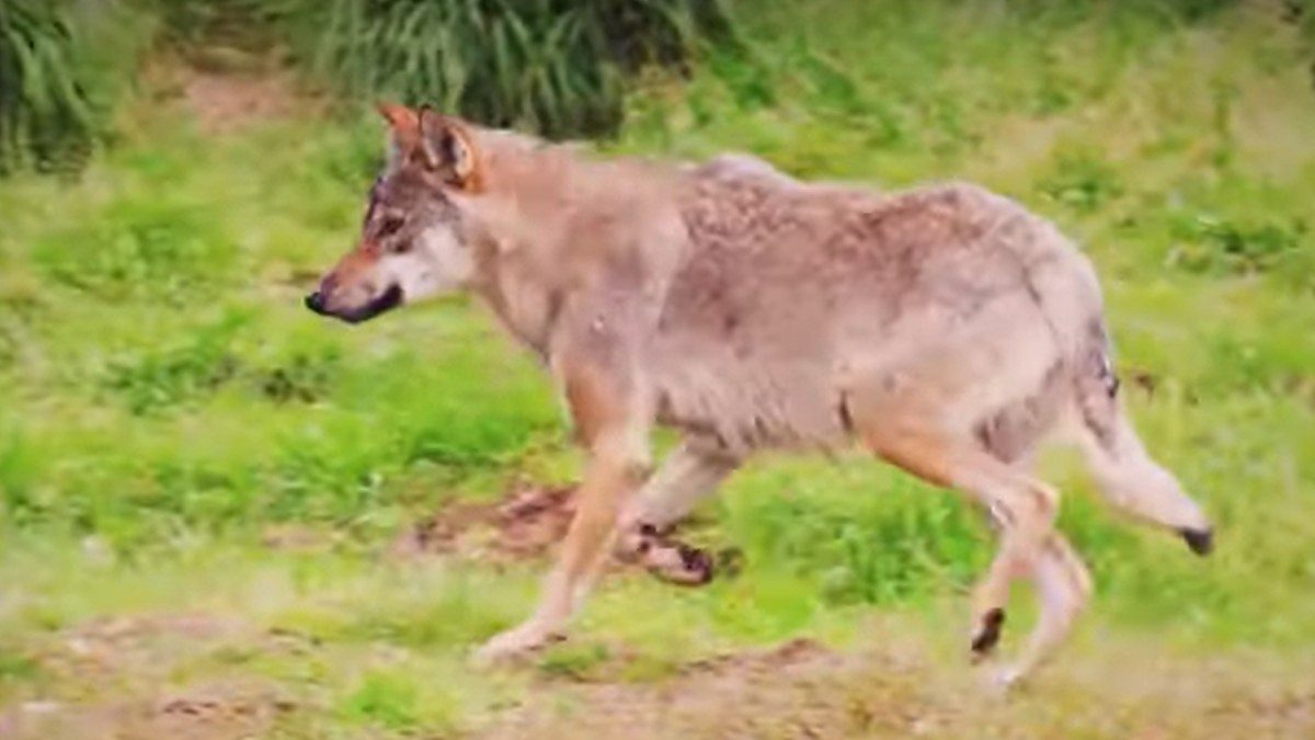 Zijn baasje kijkt hulpeloos toe als de wolf op zijn hond afkomt maar dan gebeurt het ondenkbare