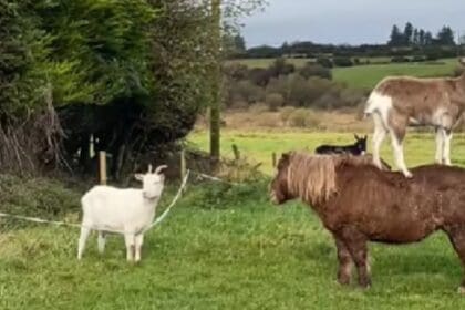 De boer ontdekt dat het veulen zich vreemd gedraagt hij filmt de hilarische actie van het veulen