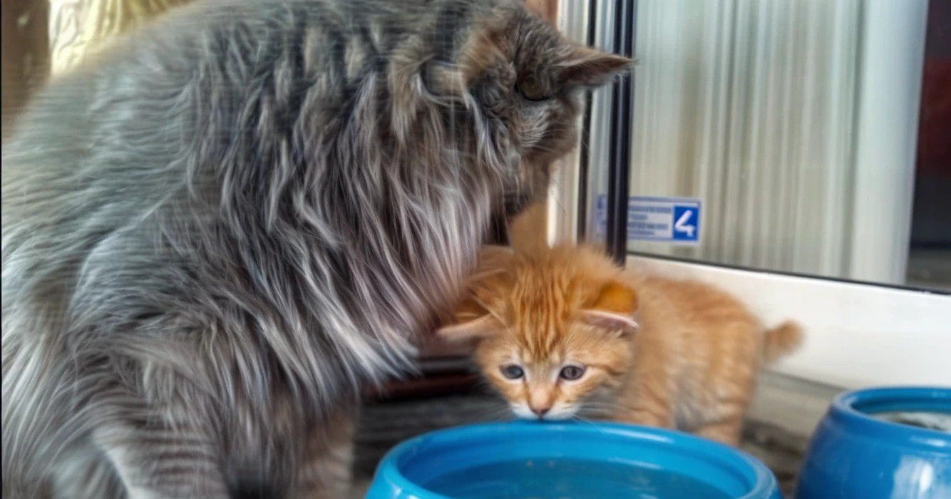 De kitten drinkt voor de eerste keer water maar weet niet precies hoe en kijkt dan naar zijn moeder