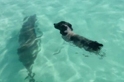 Dolfijn komt aan land om met hond te spelen en al snel zijn ze de beste maatjes