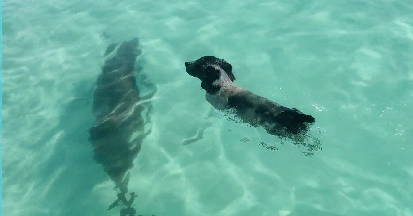 Dolfijn komt aan land om met hond te spelen en al snel zijn ze de beste maatjes