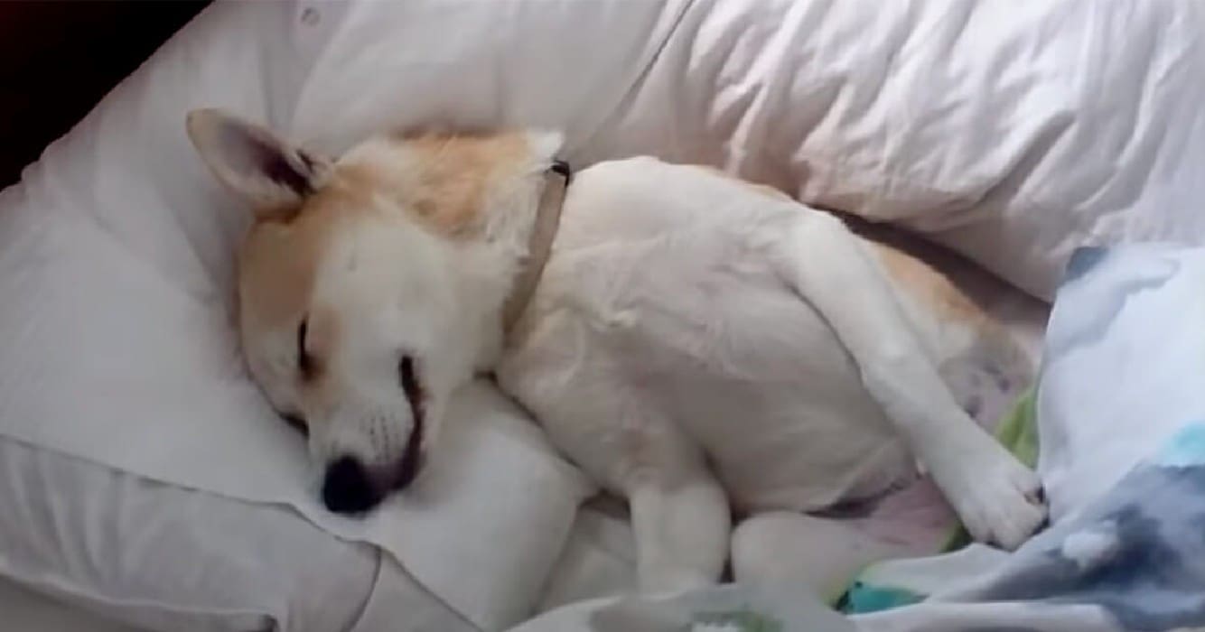 Deze hond weigert naar de dierenarts te gaan… tot haar baasje dit doet!