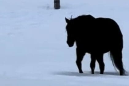 Niemand kan uitvogelen of dit paard dichterbij komt of juist wegloopt