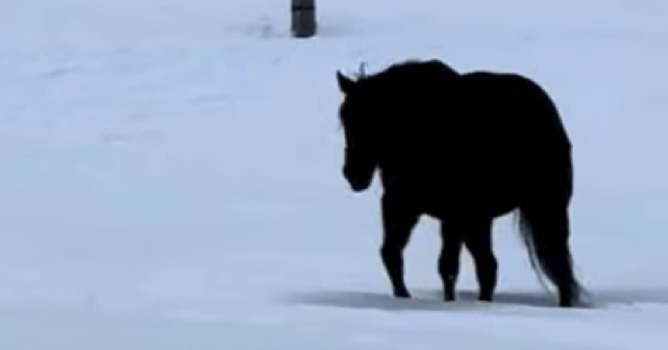 Niemand kan uitvogelen of dit paard dichterbij komt of juist wegloopt