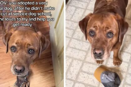 ‘Mislukte’ hulphond blijft baasje willekeurige dingen brengen om te ‘helpen’