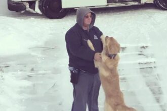 Golden retriever wacht iedere dag tot de postbode komt de reden waarom zal je geweldig vinden