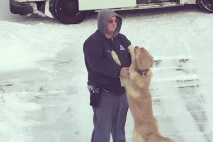 Golden retriever wacht iedere dag tot de postbode komt de reden waarom zal je geweldig vinden