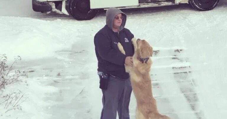 Golden retriever wacht iedere dag tot de postbode komt de reden waarom zal je geweldig vinden
