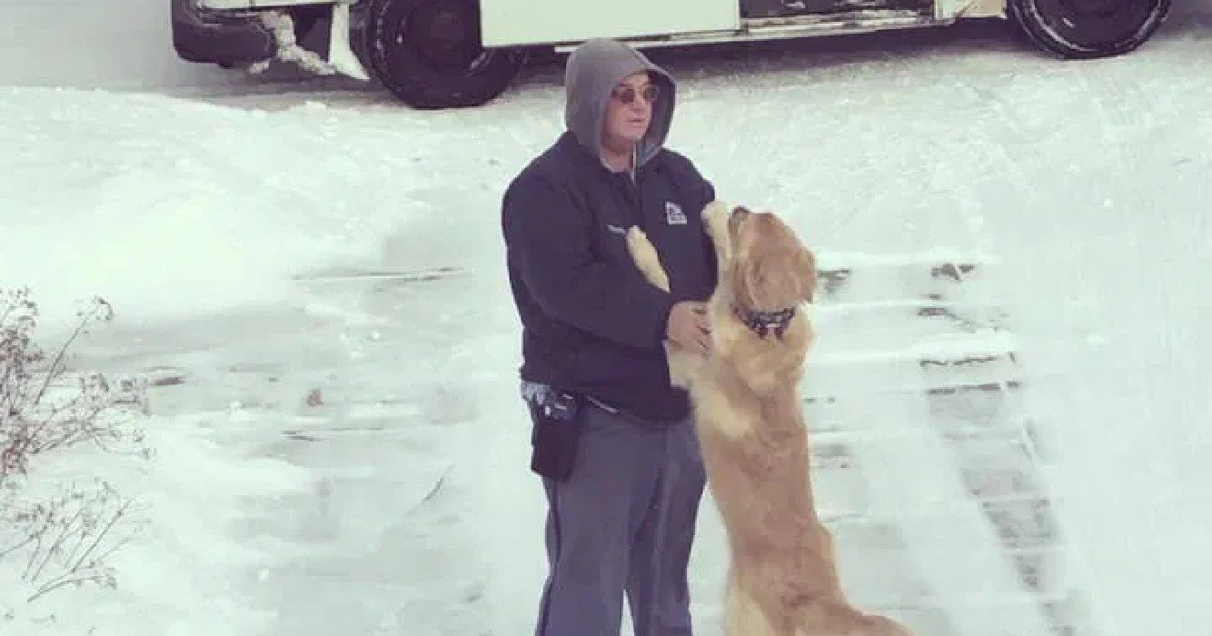 Golden retriever wacht iedere dag tot de postbode komt de reden waarom zal je geweldig vinden