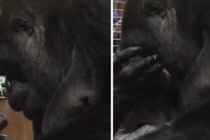 moedergorilla bevalt van zoontje en heeft de meest hartverwarmende reactie