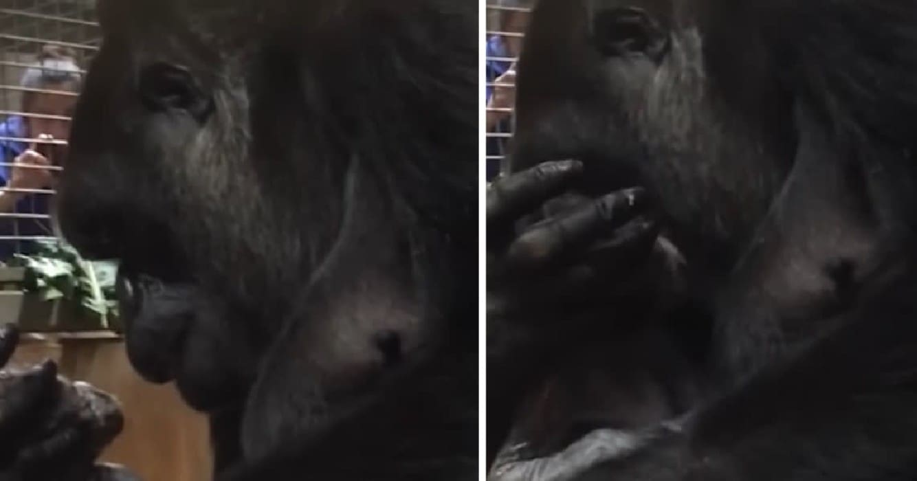 moedergorilla bevalt van zoontje en heeft de meest hartverwarmende reactie