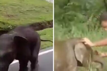 Verdwaald olifantje wordt herenigd met moeder, hartverwarmende beelden gaan wereld over