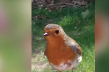 Moeder gaat naar graf overleden zoontje en vraagt om een teken