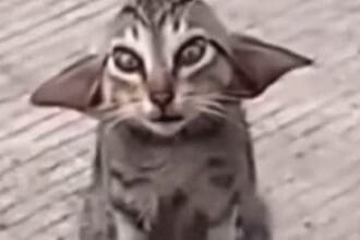 Zwerfkat lijkt rechtstreeks uit harry potter te komen