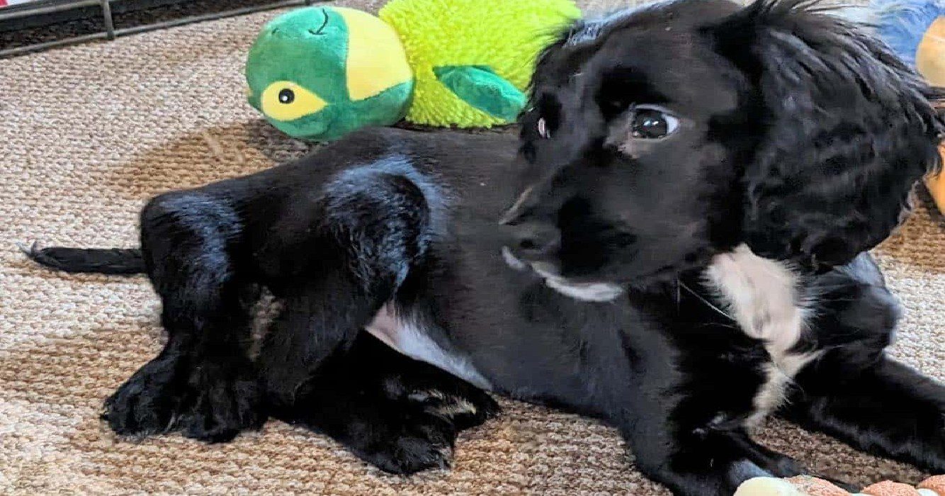 Puppy met zes pootjes op parkeerplaats gedumpt