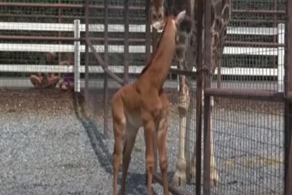 Enige ter wereld dierentuin verwelkomt babygiraffe zonder vlekken