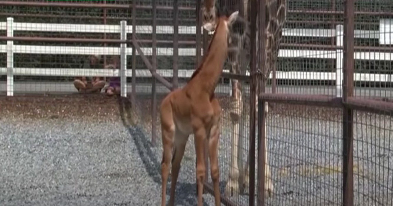 Enige ter wereld dierentuin verwelkomt babygiraffe zonder vlekken