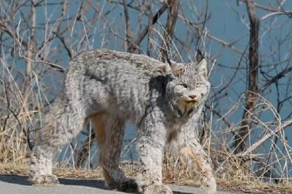 Voorbijgangers zijn sprakeloos als ze dit prachtige dier rustig op straat zien lopen