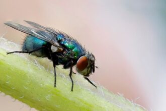 Unsplash - Philip Veater