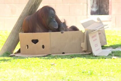 Orang-oetan mama weet niet hoe ze borstvoeding moet geven dan helpt verzorger met haar eigen baby