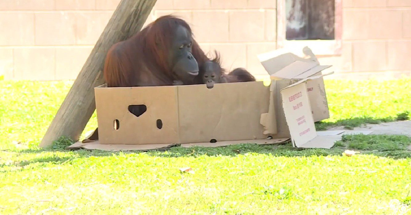 Orang-oetan mama weet niet hoe ze borstvoeding moet geven dan helpt verzorger met haar eigen baby