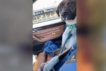 Asielhondje houdt uit dankbaarheid hand van baasje vast op weg naar nieuwe thuis