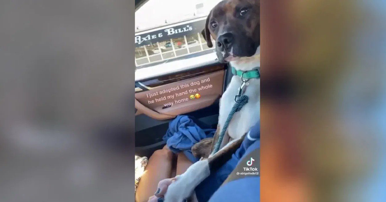 Asielhondje houdt uit dankbaarheid hand van baasje vast op weg naar nieuwe thuis