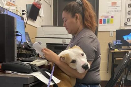 Asielhond knuffelt iedereen die hij tegenkomt in de hoop dat ze hem zullen adopteren