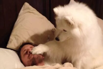 Niemand gelooft hem als hij vertelt hoe zijn hond hem elke ochtend wakker maakt dus filmt hij alles?