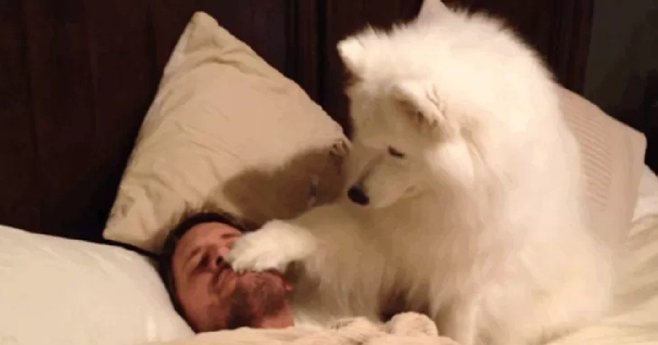Niemand gelooft hem als hij vertelt hoe zijn hond hem elke ochtend wakker maakt dus filmt hij alles?