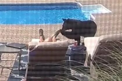 Nieuwsgierige beer geeft por aan man die een dutje doet bij het zwembad