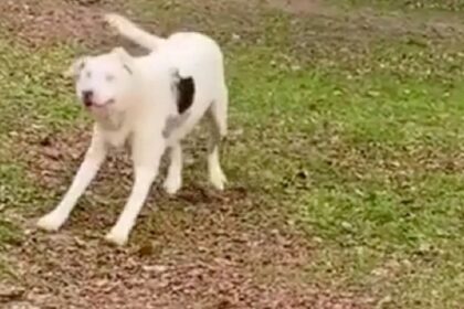 Blinde hond ruikt plotseling iets en heeft de meest schattige reactie