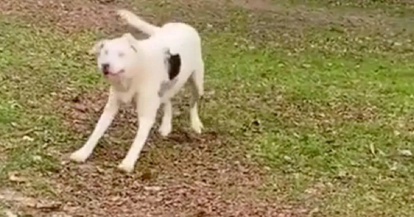 Blinde hond ruikt plotseling iets en heeft de meest schattige reactie