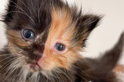 Zeldzaam chimera kitten overwint harten bij dierenasiel
