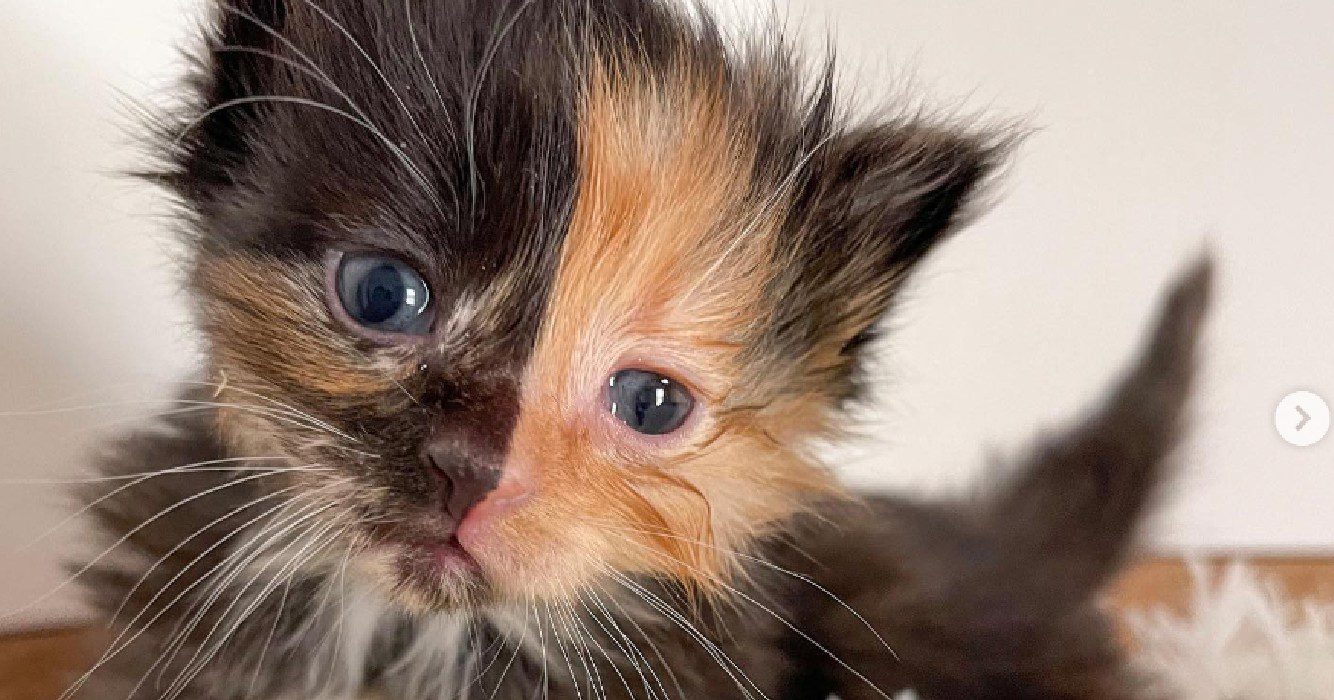 Zeldzaam chimera kitten overwint harten bij dierenasiel