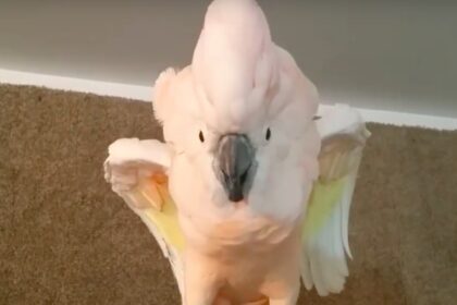 Baasje vraagt aan kaketoe of hij terug in kooi wil waarna hij zijn mening heel duidelijk maakt