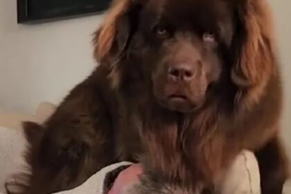 Enorme hond wordt van puppyschool gestuurd omdat hij op kleinere honden zat