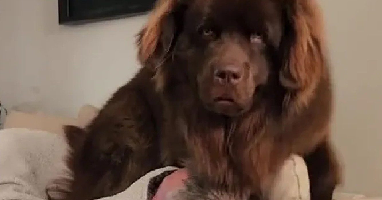 Enorme hond wordt van puppyschool gestuurd omdat hij op kleinere honden zat