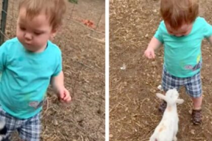 Peuter ontmoet geitje en hun ‘gesprek’ maakt miljoenen aan het lachen