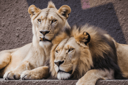 Onafscheidelijke leeuwen samen ingeslapen zodat geen van beiden alleen hoeft te leven