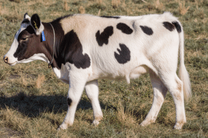 Kalfje wordt met smiley op vacht geboren en zal de rest van zijn leven in de wei grazen