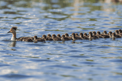 Deze supermoeder zorgt voor maar liefst 76 kuikentjes