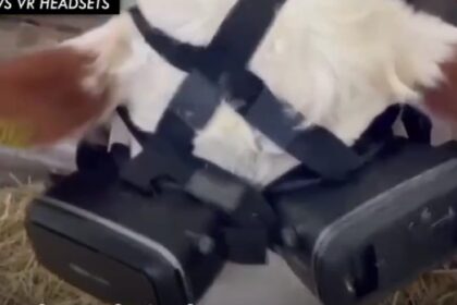 Koeien krijgen virtual reality headsets om te denken dat ze buiten zijn