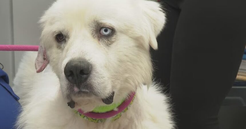 Casper de herderhond die een roedel coyotes afsloeg om zijn schapen te redden genomineerd voor prijs