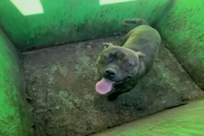 Redders openen afvalcontainer en zien het liefste koppie hen aanstaren